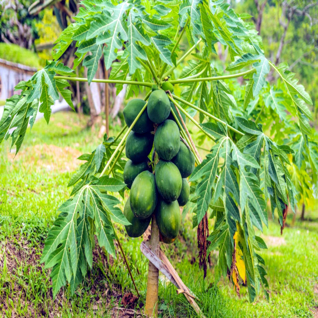 Dwarf Solo Waimanalo Carica Papaya Seeds – Fast-Fruiting Houseplant