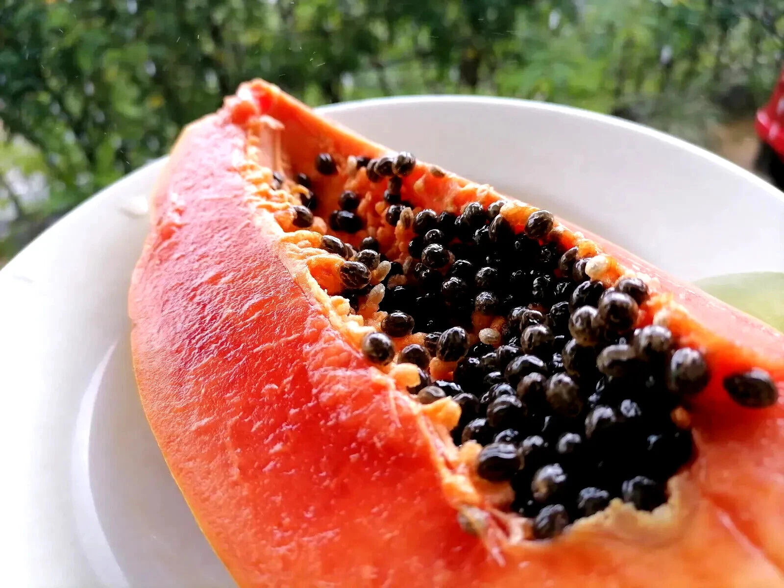 Dwarf Solo Waimanalo Carica Papaya Seeds – Fast-Fruiting Houseplant