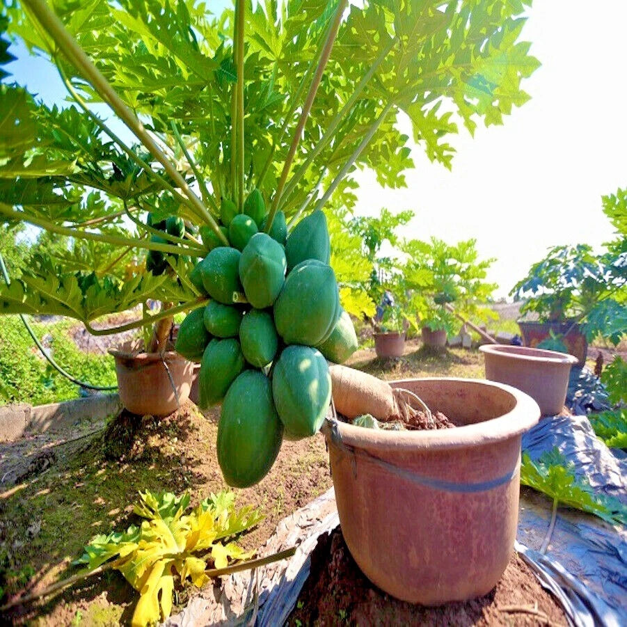 Dwarf Solo Waimanalo Carica Papaya Seeds – Fast-Fruiting Houseplant