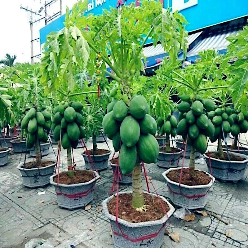 Dwarf Solo Waimanalo Carica Papaya Seeds – Fast-Fruiting Houseplant