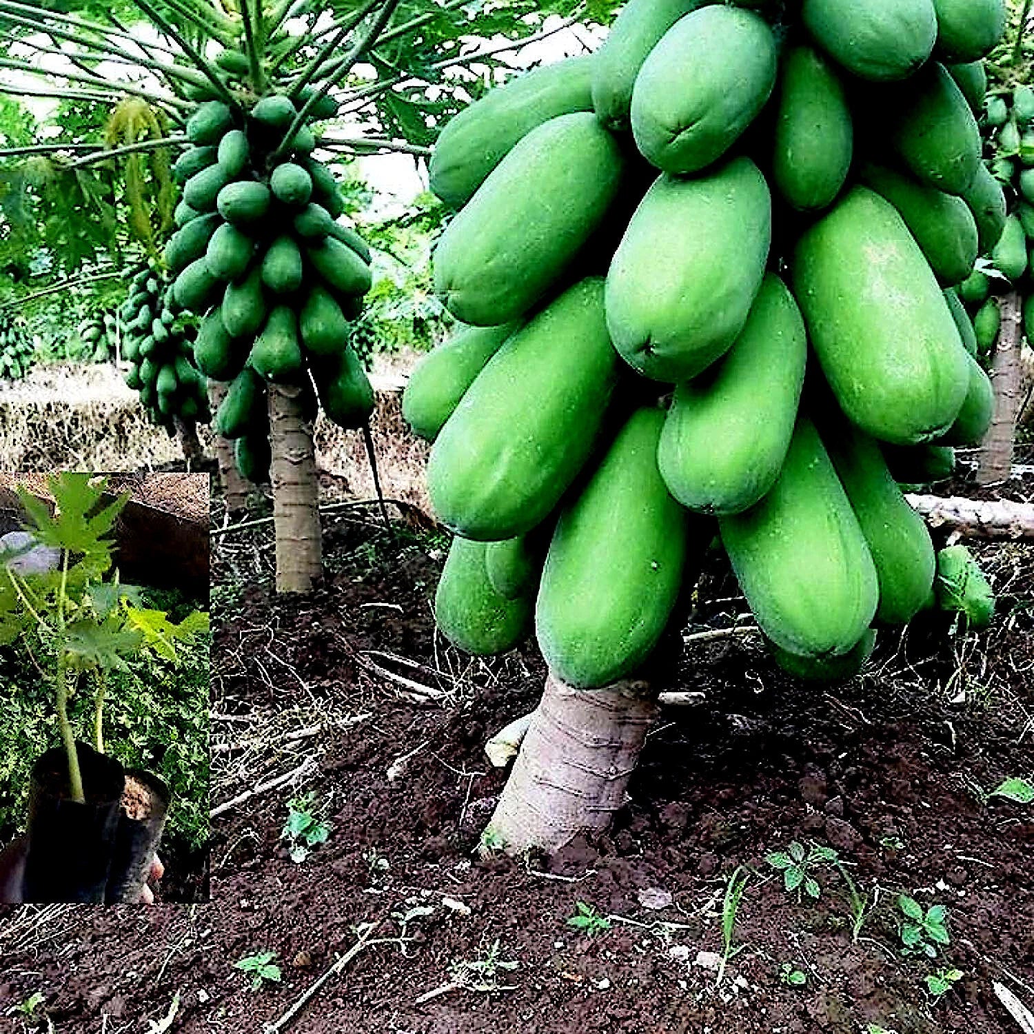 Dwarf Solo Waimanalo Carica Papaya Seeds – Fast-Fruiting Houseplant
