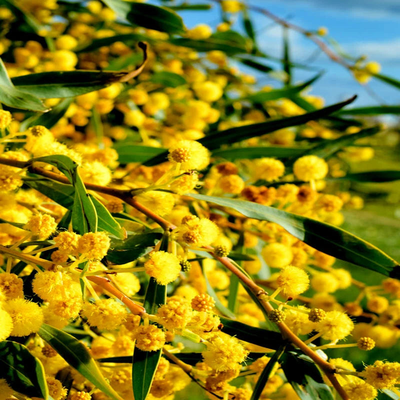 FORMOSAN KOA TREE SEEDS (Acacia confusa) Fast Growing Flowering Exotic Plant