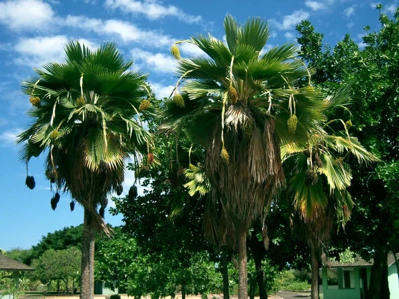 Two Fiji Fan palm trees with fronds against a blue sky with clouds