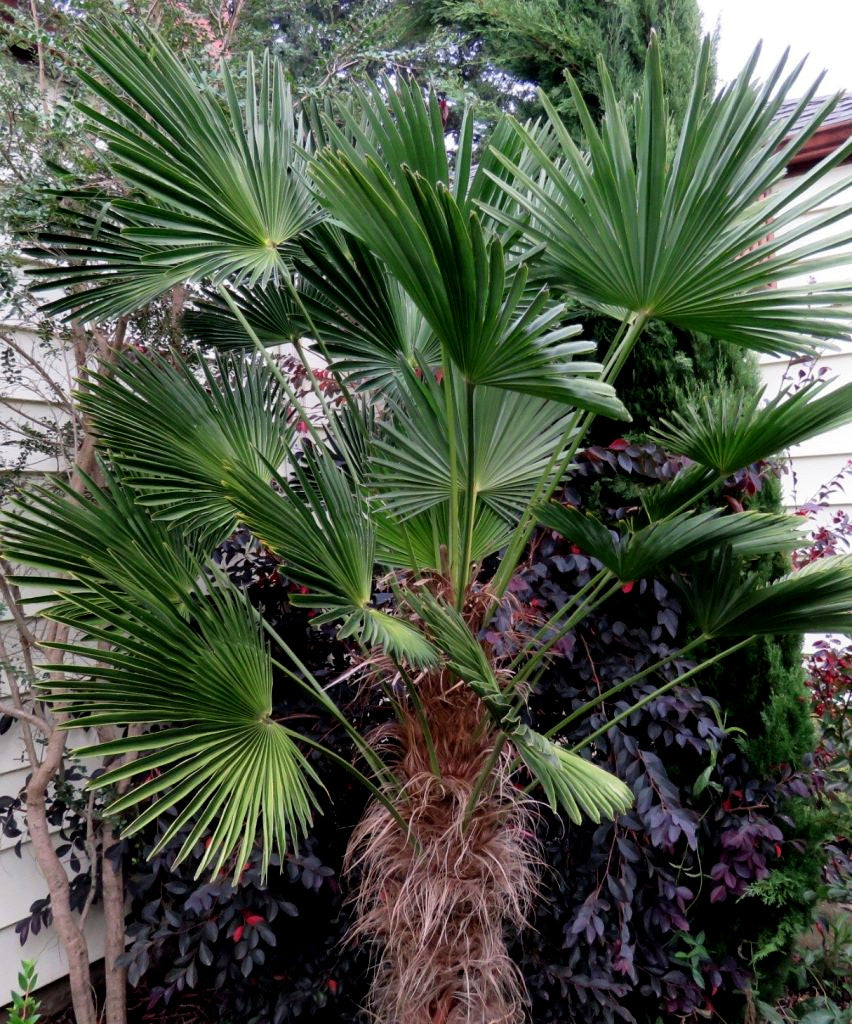 Windmill Fan Palm Tree Seeds – Trachycarpus fortunei, Cold Hardy Palm