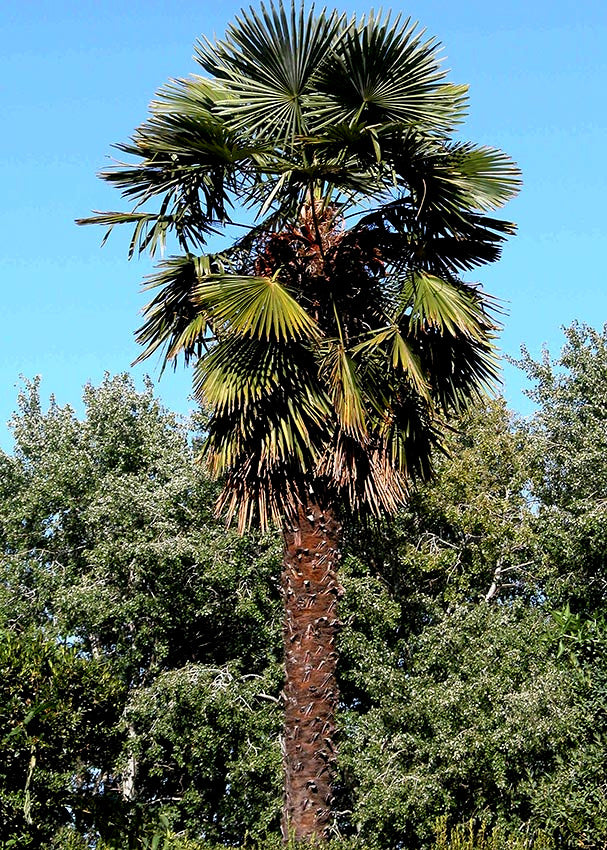 Windmill Fan Palm Tree Seeds – Trachycarpus fortunei, Cold Hardy Palm