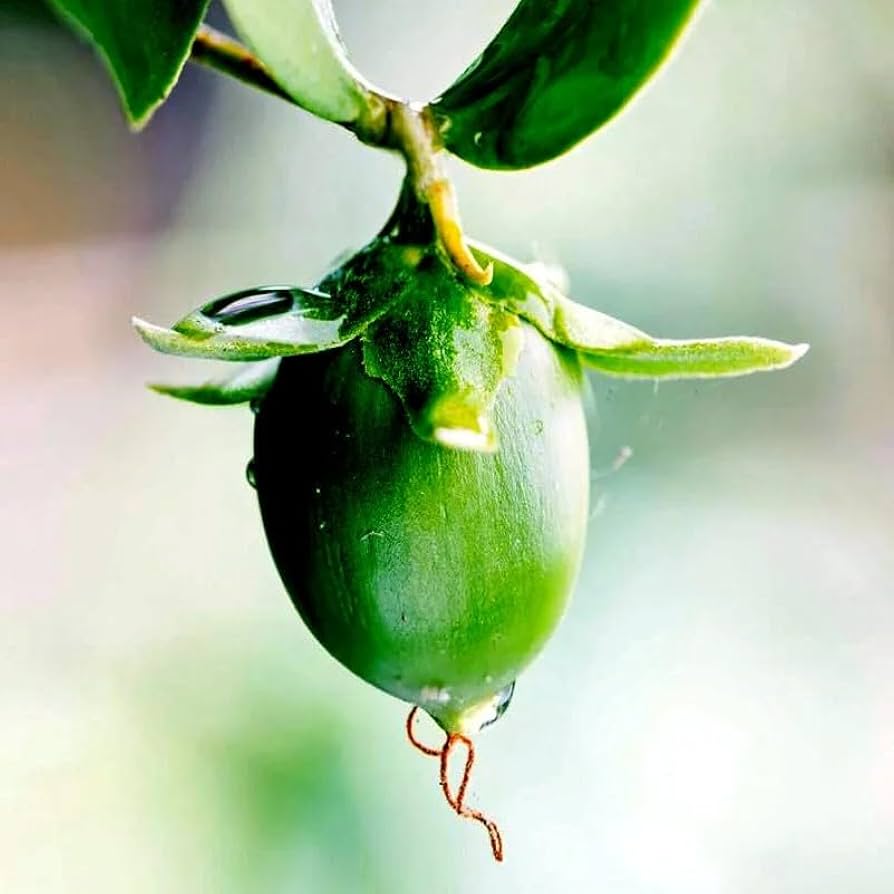 Close-up of a jojaba tree (Simmondsia chinensis) green fruit with leaves on a blurred background