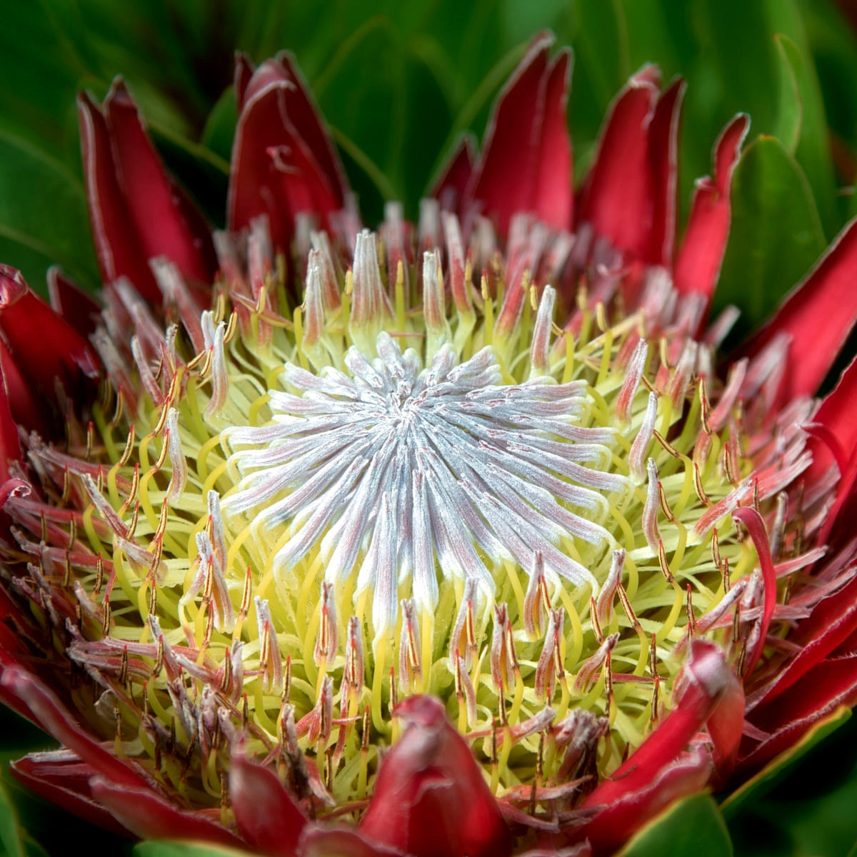 KING PROTEA CYNAROIDES SEEDS - GIANT 12" FLOWERS - Rare Exotic Garden Plant