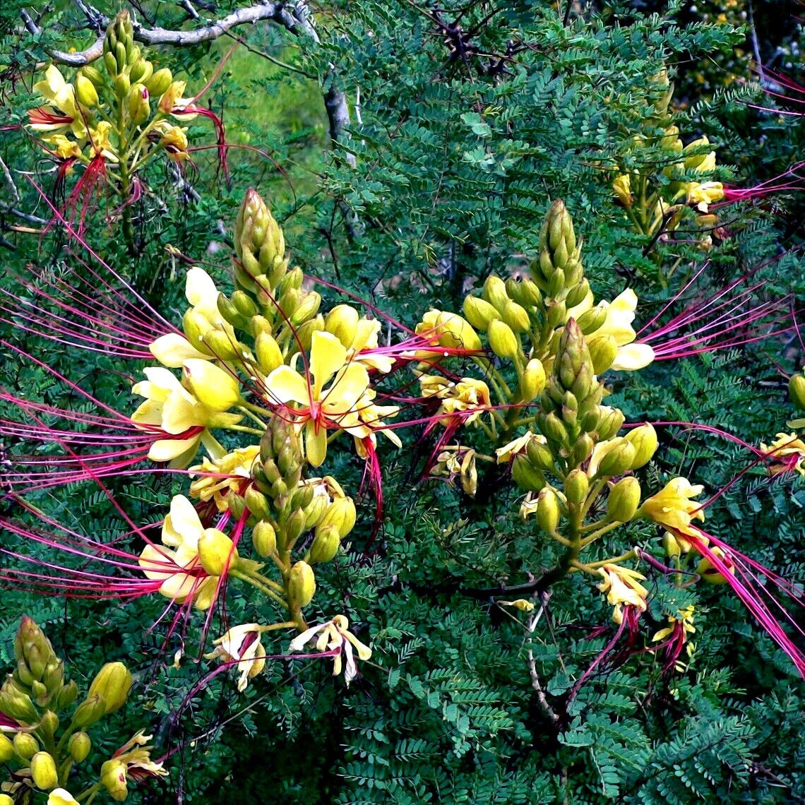 MEXICAN DESERT YELLOW BIRD OF PARADISE SHRUB FLOWER TREE SEEDS (C. Gilliesii)