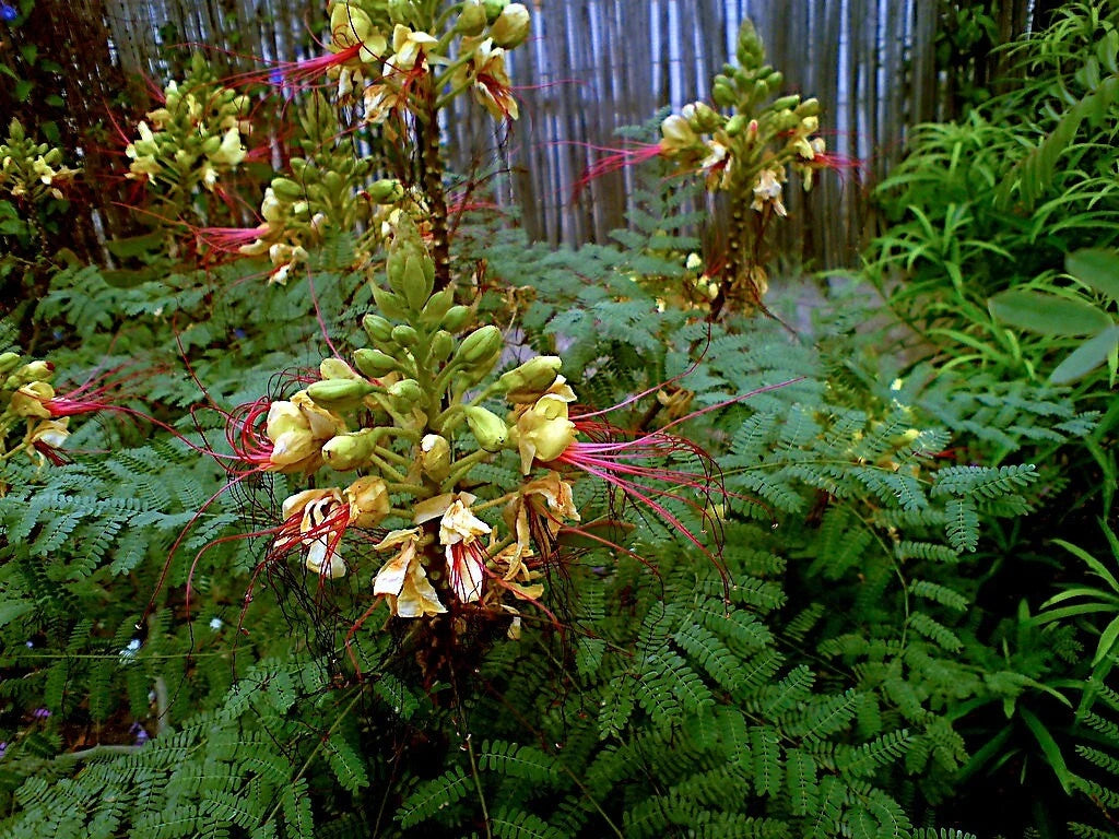 MEXICAN DESERT YELLOW BIRD OF PARADISE SHRUB FLOWER TREE SEEDS (C. Gilliesii)