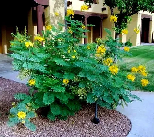 MEXICAN DESERT YELLOW BIRD OF PARADISE SHRUB FLOWER TREE SEEDS (C. Gilliesii)