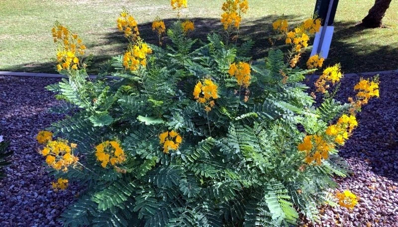 MEXICAN DESERT YELLOW BIRD OF PARADISE SHRUB FLOWER TREE SEEDS (C. Gilliesii)