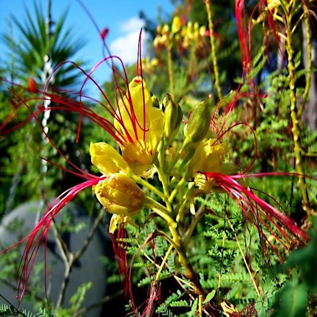MEXICAN DESERT YELLOW BIRD OF PARADISE SHRUB FLOWER TREE SEEDS (C. Gilliesii)