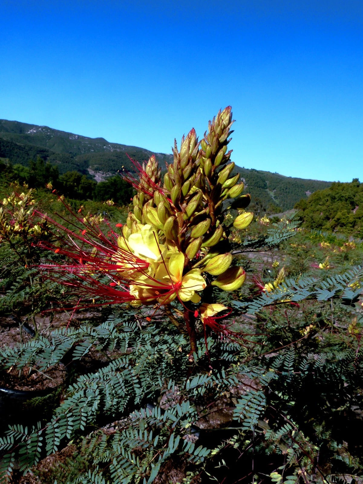 MEXICAN DESERT YELLOW BIRD OF PARADISE SHRUB FLOWER TREE SEEDS (C. Gilliesii)