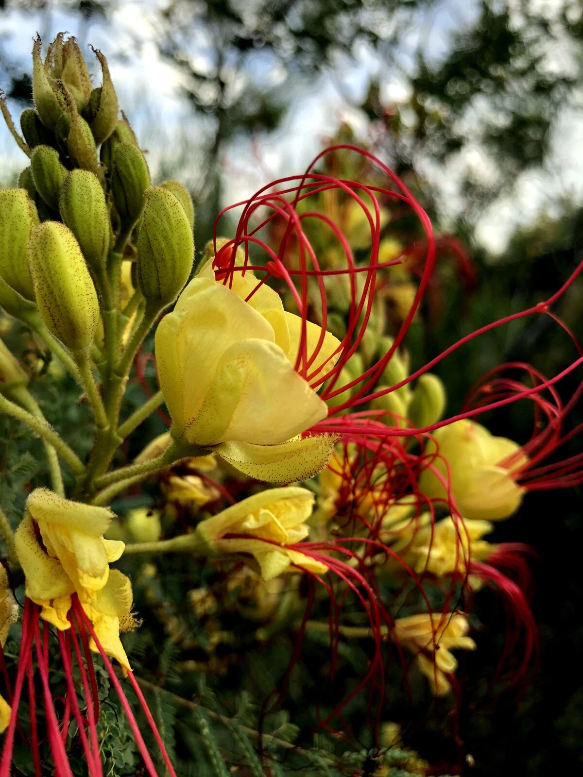 MEXICAN DESERT YELLOW BIRD OF PARADISE SHRUB FLOWER TREE SEEDS (C. Gilliesii)