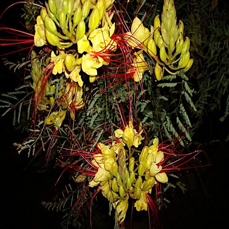 MEXICAN DESERT YELLOW BIRD OF PARADISE SHRUB FLOWER TREE SEEDS (C. Gilliesii)
