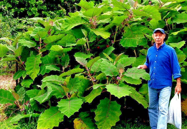 Naranjilla Orange Tree Seeds (Solanum quitoense) "Lulo Quito" Garden Fruit Plant