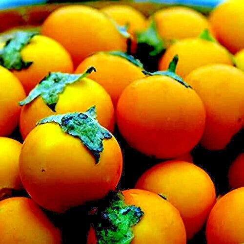 Naranjilla Orange Tree Seeds (Solanum quitoense) "Lulo Quito" Garden Fruit Plant