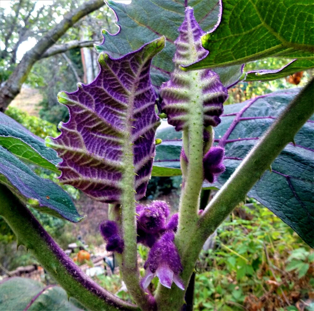 Naranjilla Orange Tree Seeds (Solanum quitoense) "Lulo Quito" Garden Fruit Plant