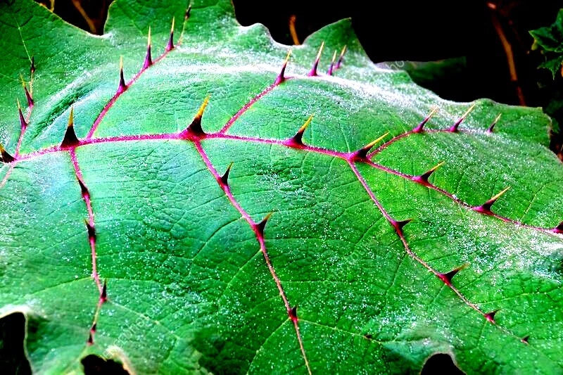 Naranjilla Orange Tree Seeds (Solanum quitoense) "Lulo Quito" Garden Fruit Plant
