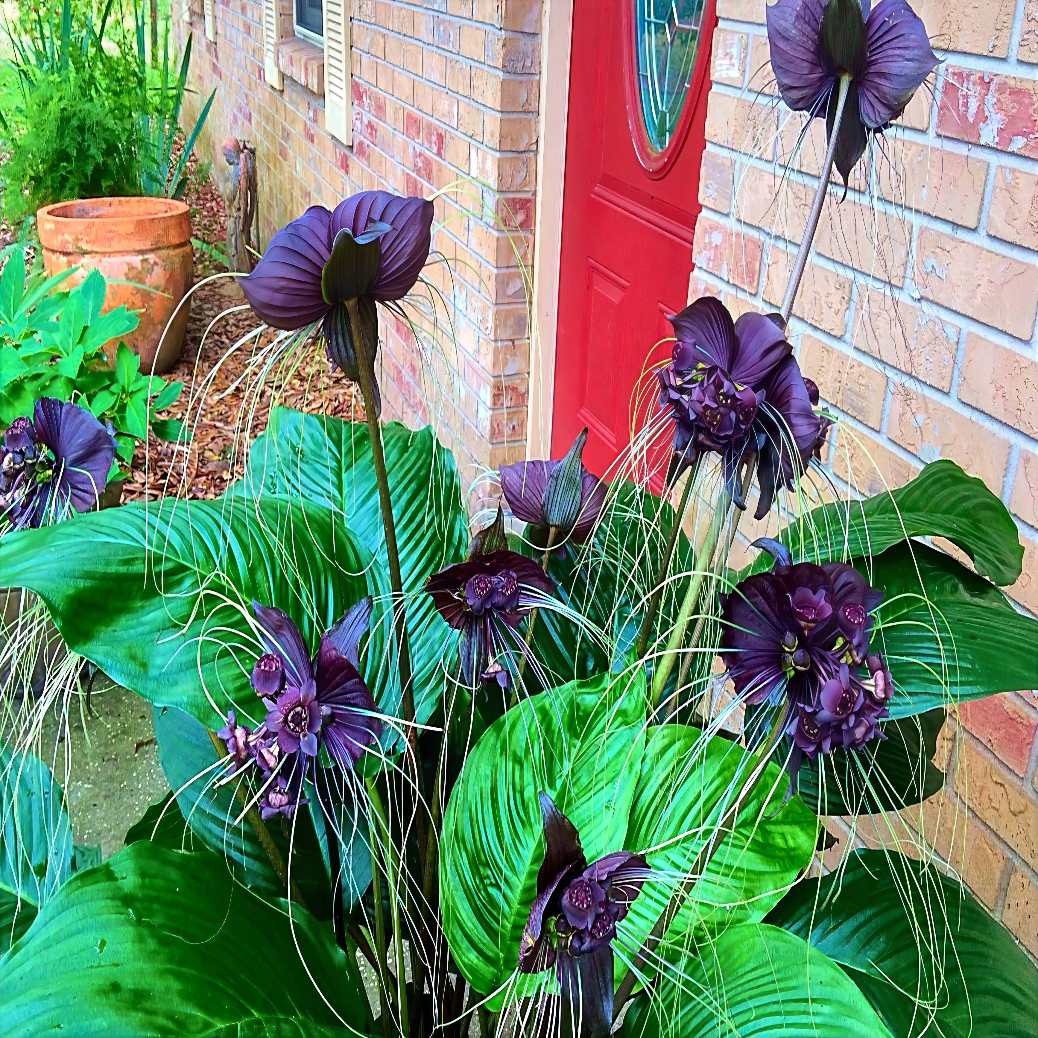 Cluster of exotic black bat flowers blooming to decorate house entrance