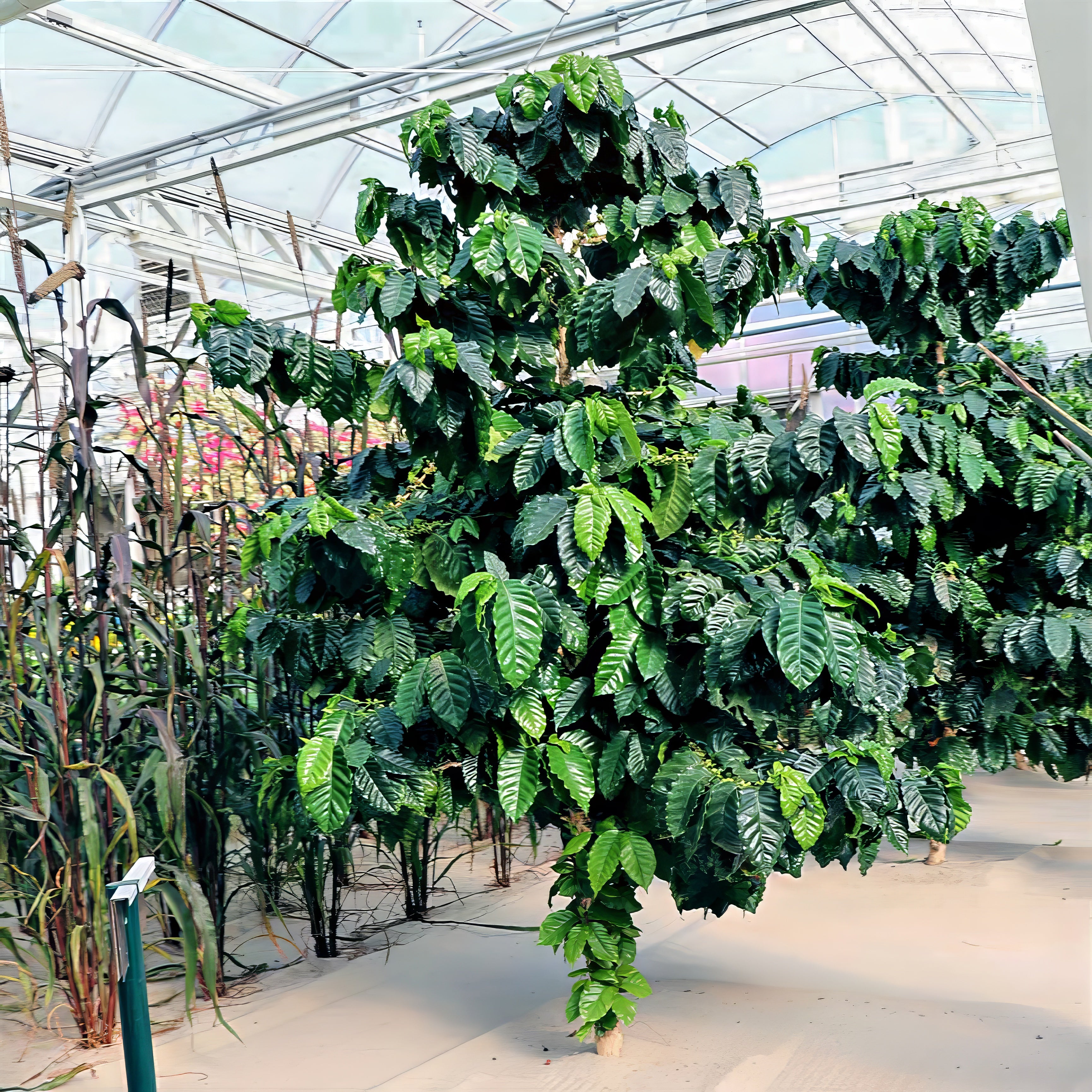 Coffee trees planted in a greenhouse setting