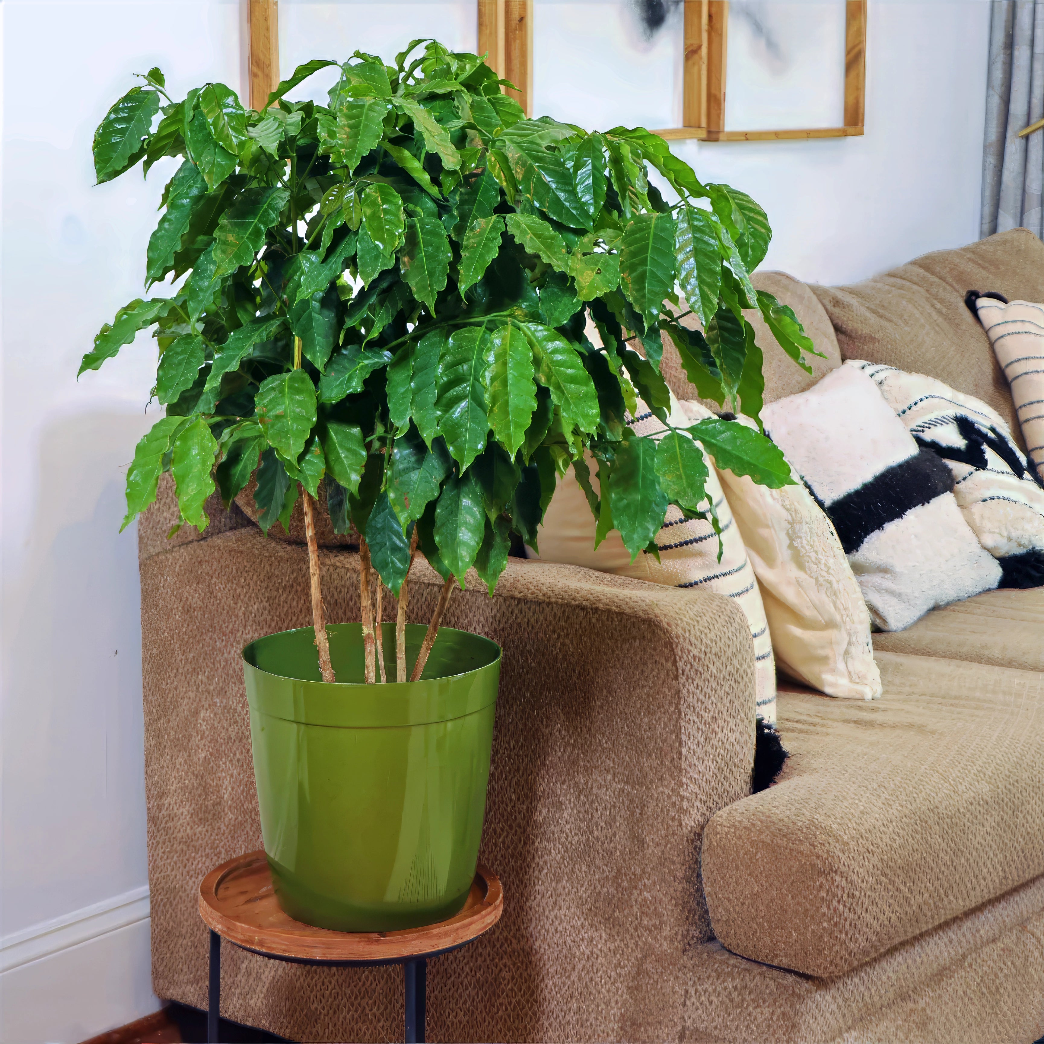 Green potted coffee plant on a small table next to a brown couch with patterned cushions.