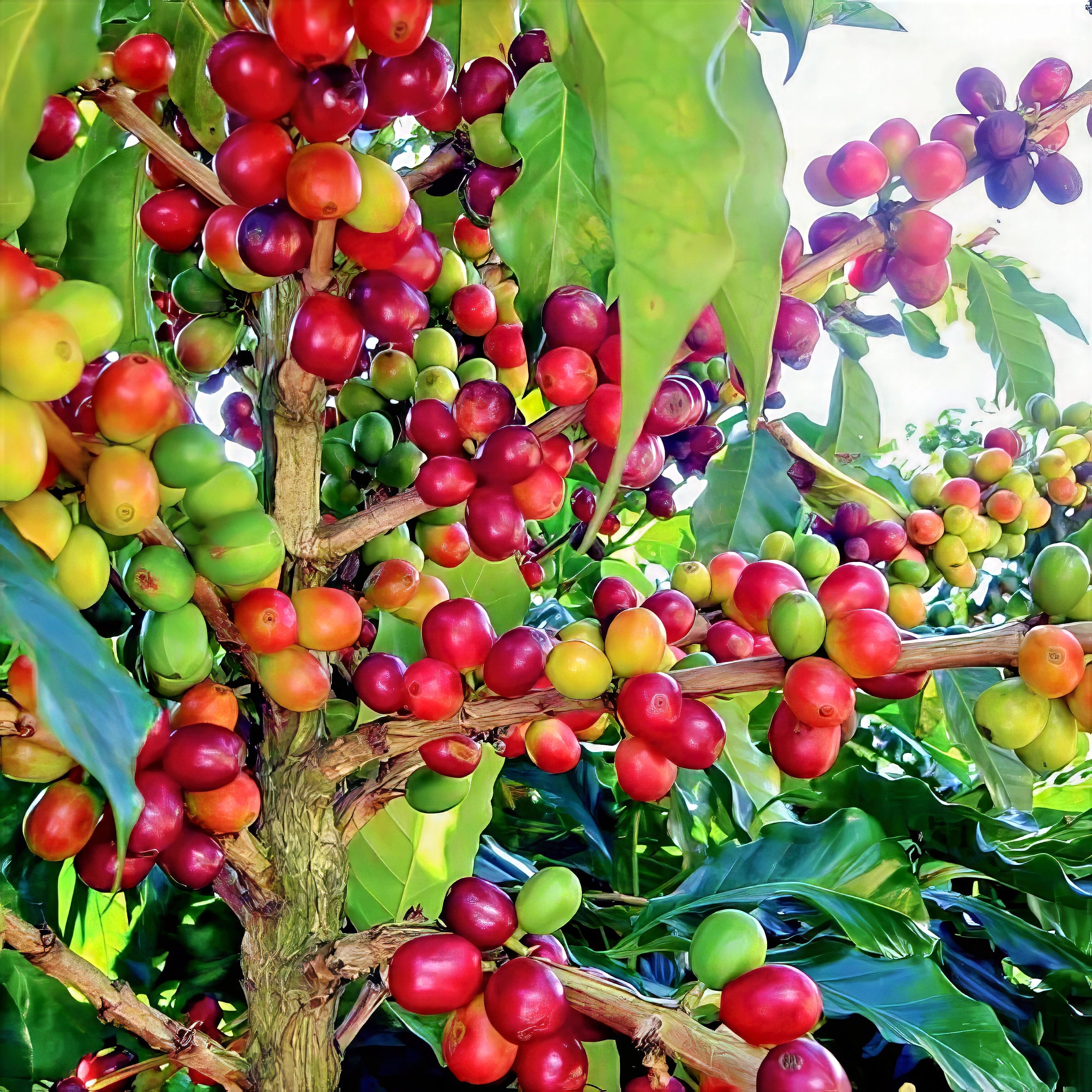 Coffee berries on a tree with green leaves