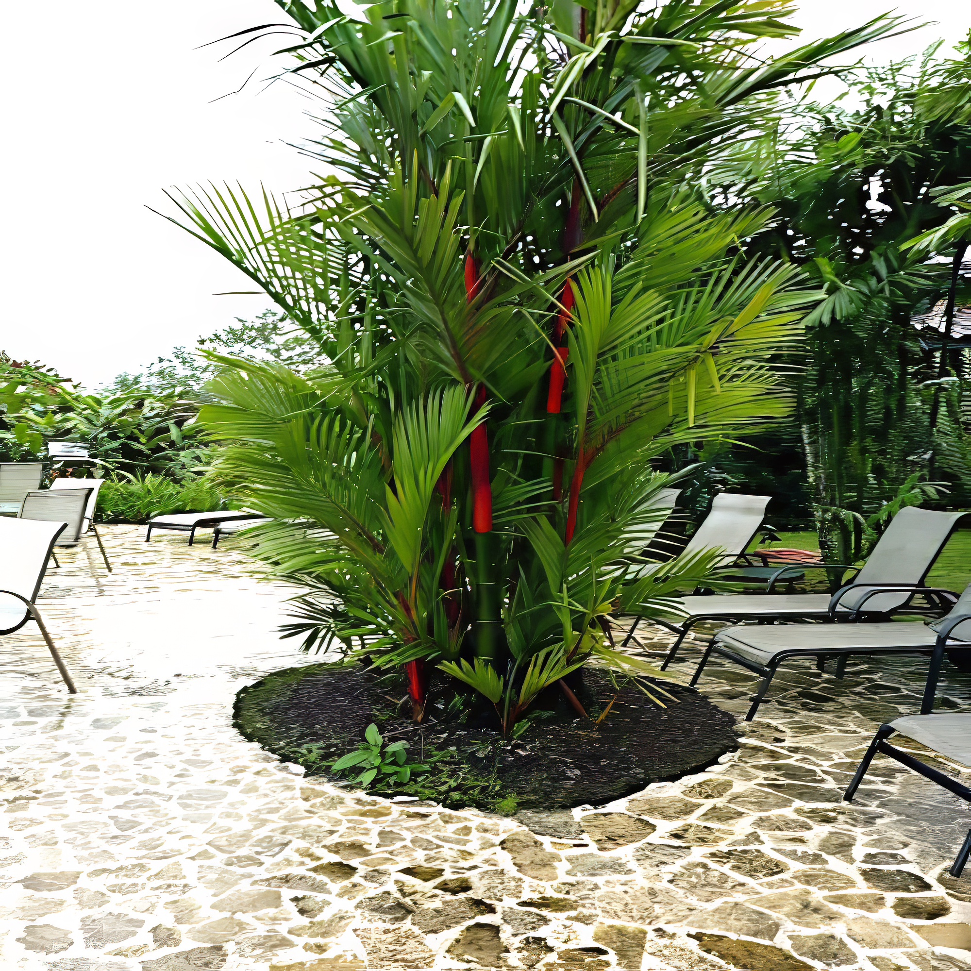 Tropical red sealing wax palm tree in a garden with lounge chairs and a stone pathway