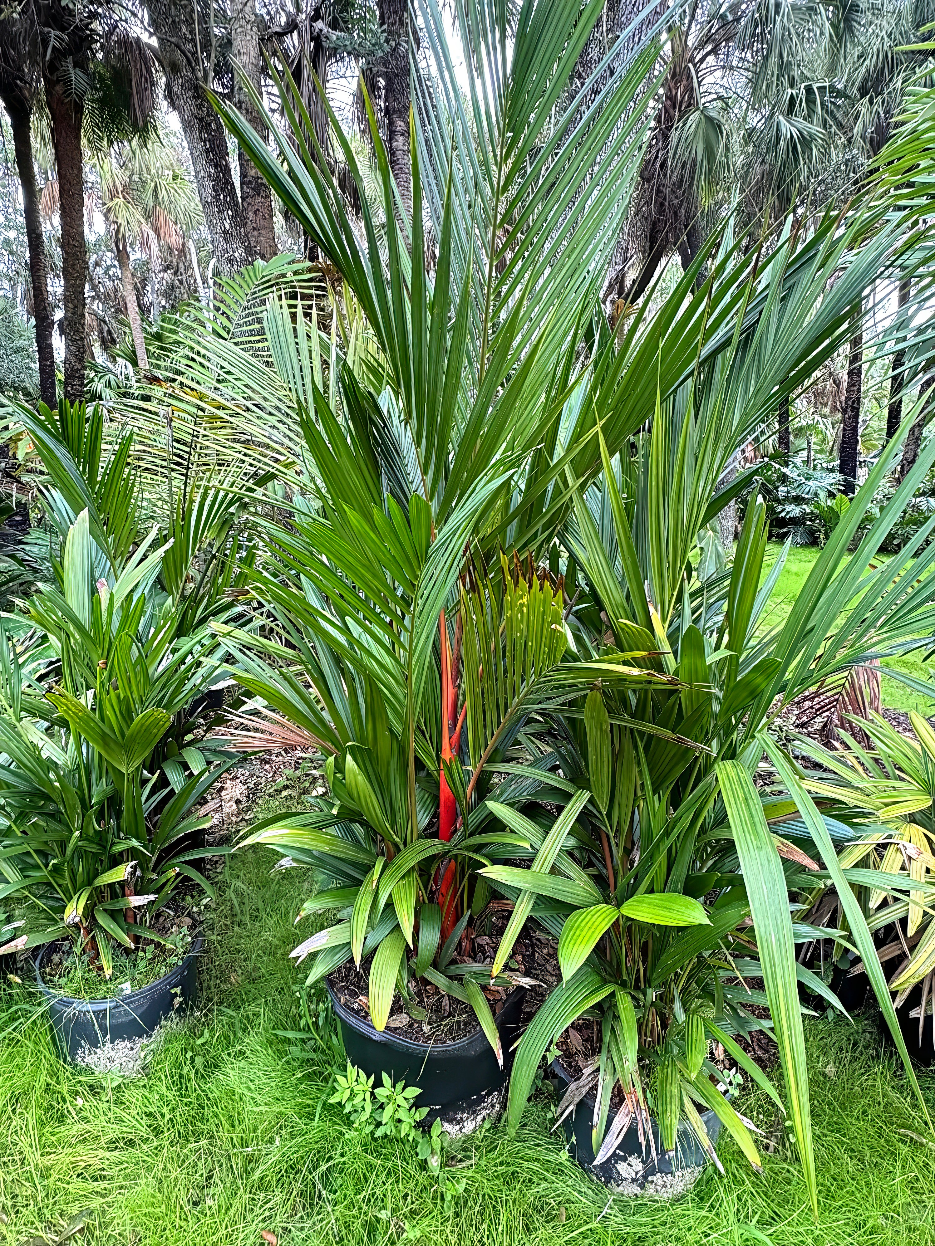 Potted tropical red wax palm tree plants in a lush green forest setting