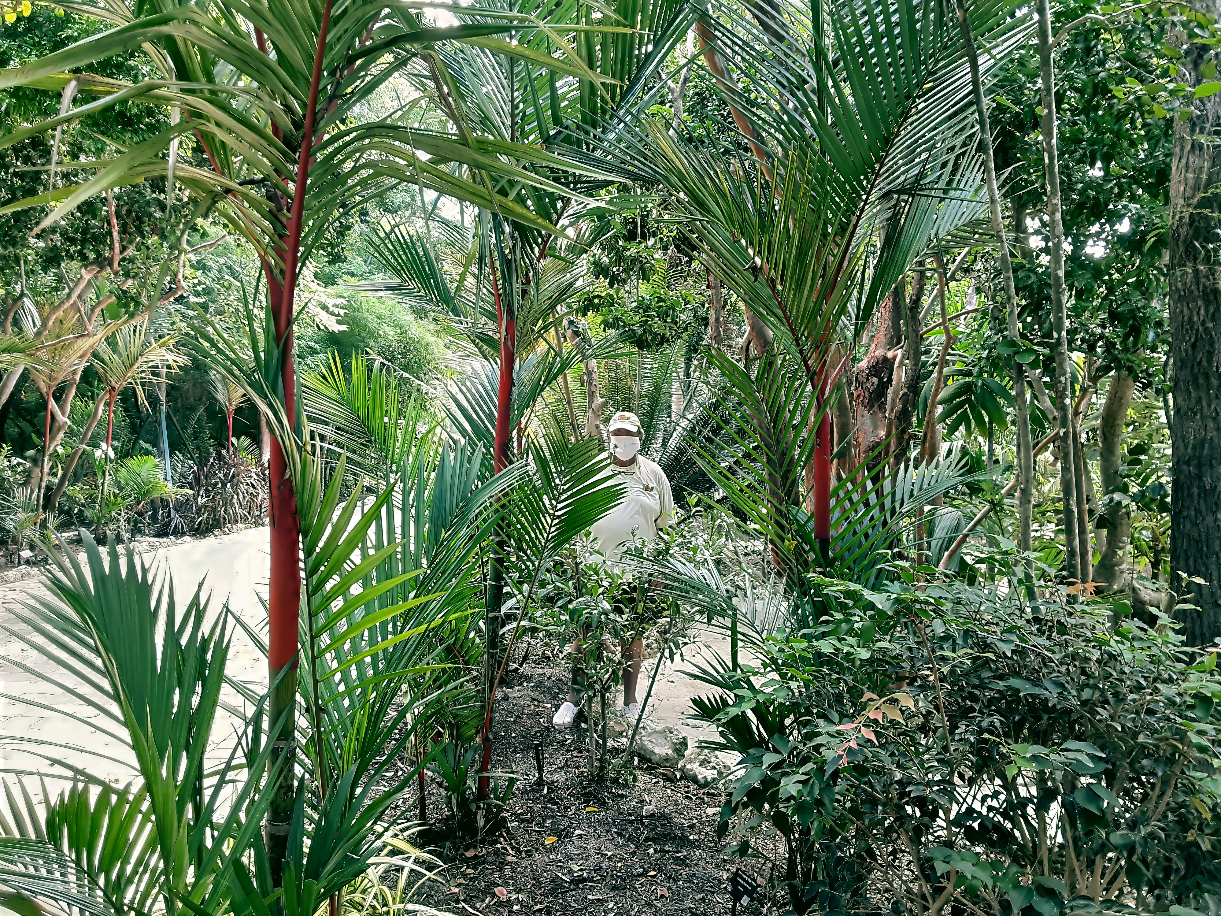 Person walking through a tropical forest with tall red wax palm trees and lush greenery.