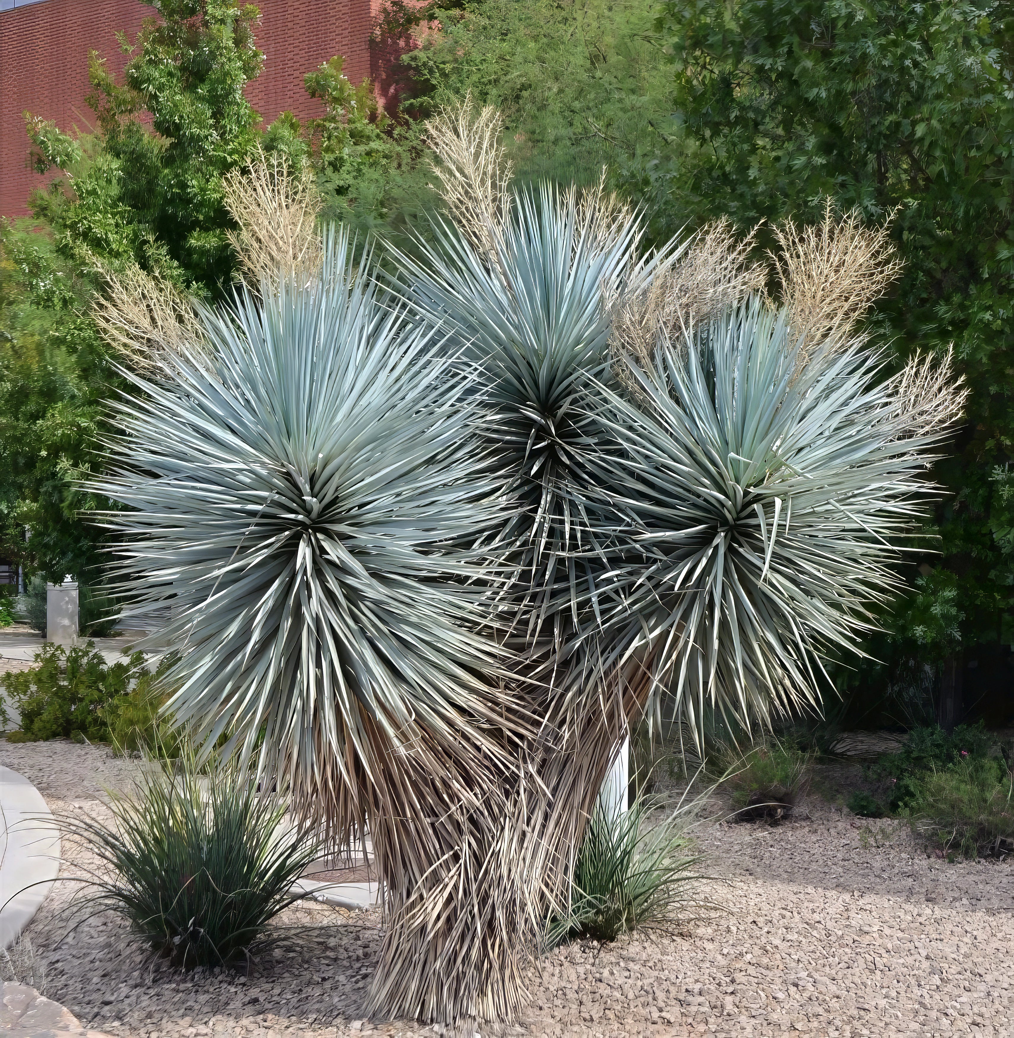 Spiky Blue Yucca Rigida plant with blue-green leaves in a garden setting