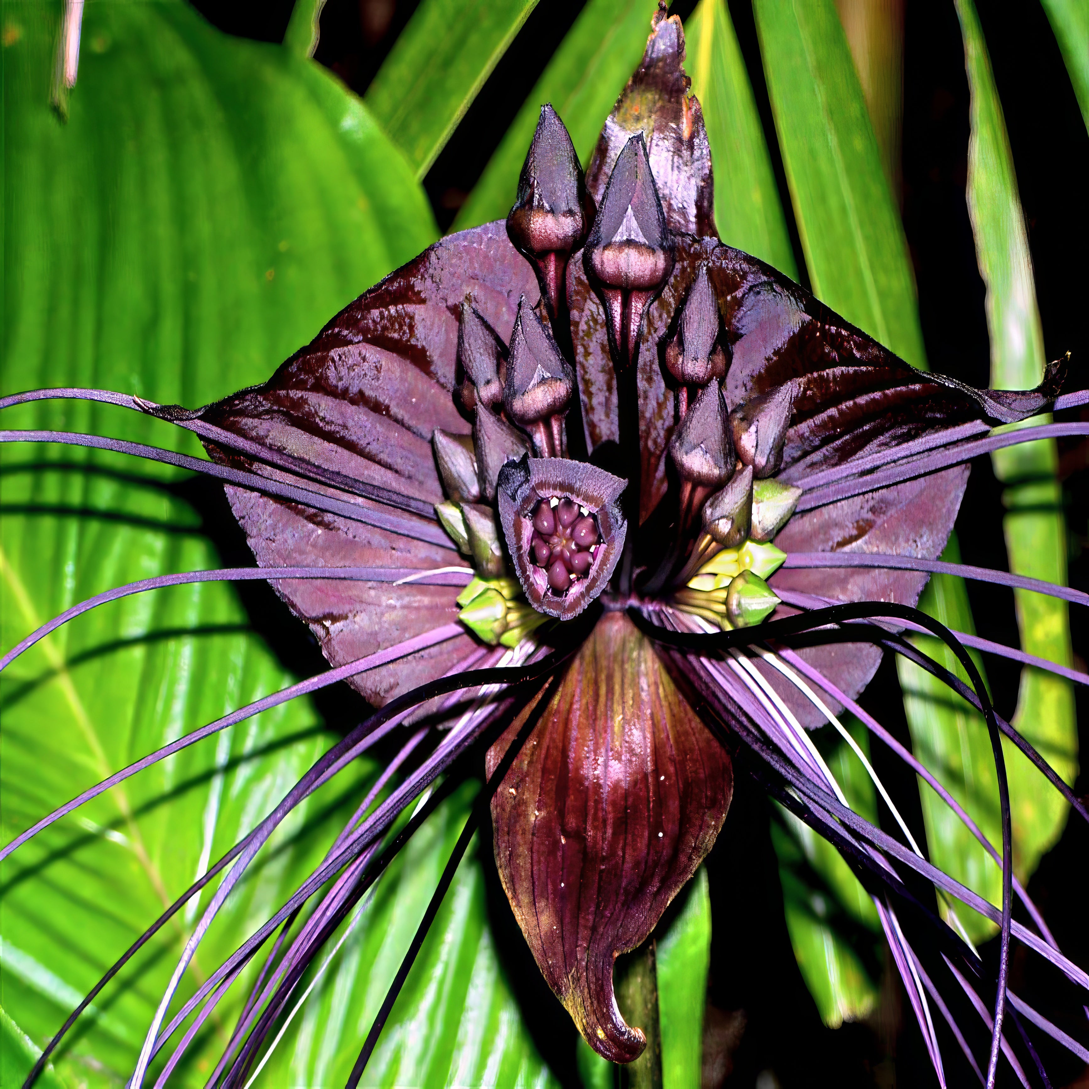 Close-up of a black bat flower with long spiky petals against a green leaf background