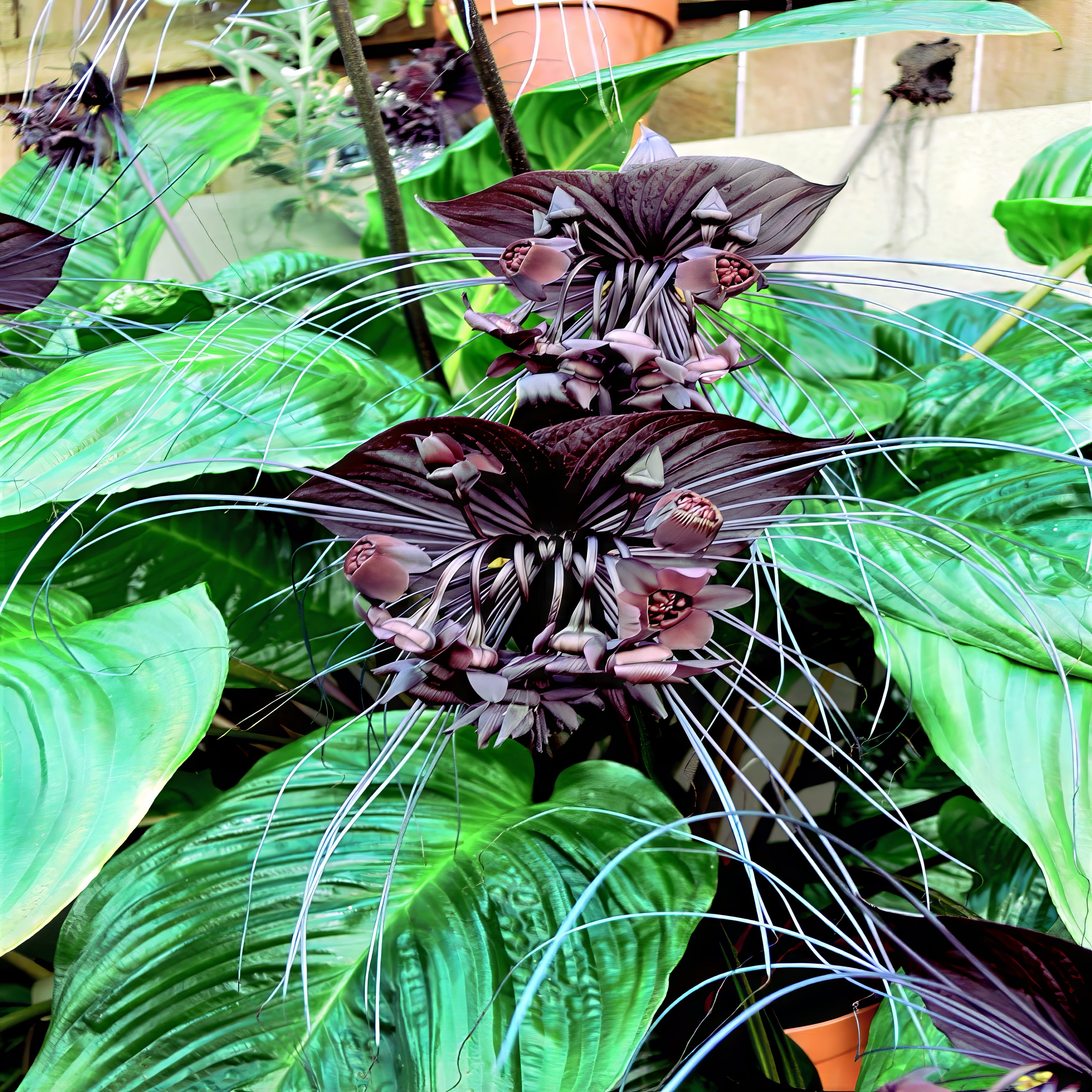 exotic black bat flower blooming in front yard landscaping
