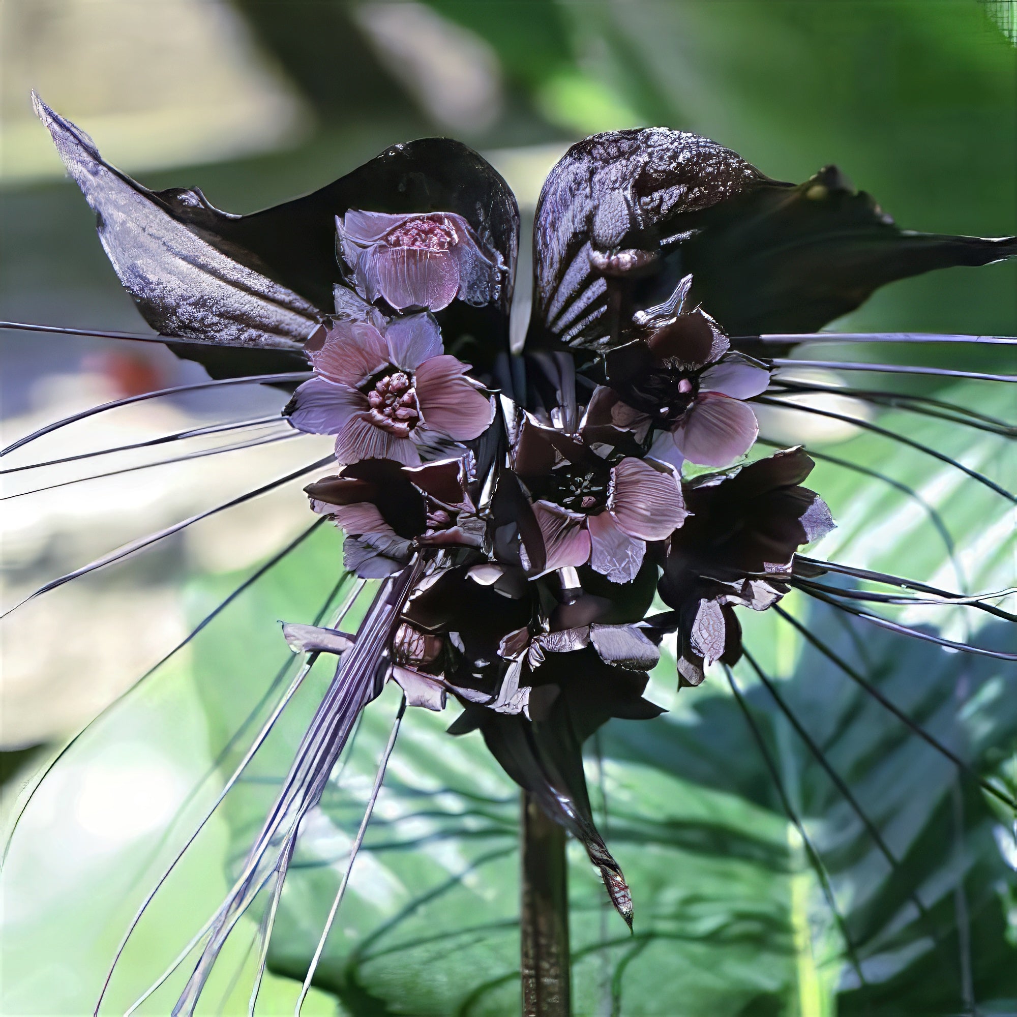 Black bat flower plant showing dark petals