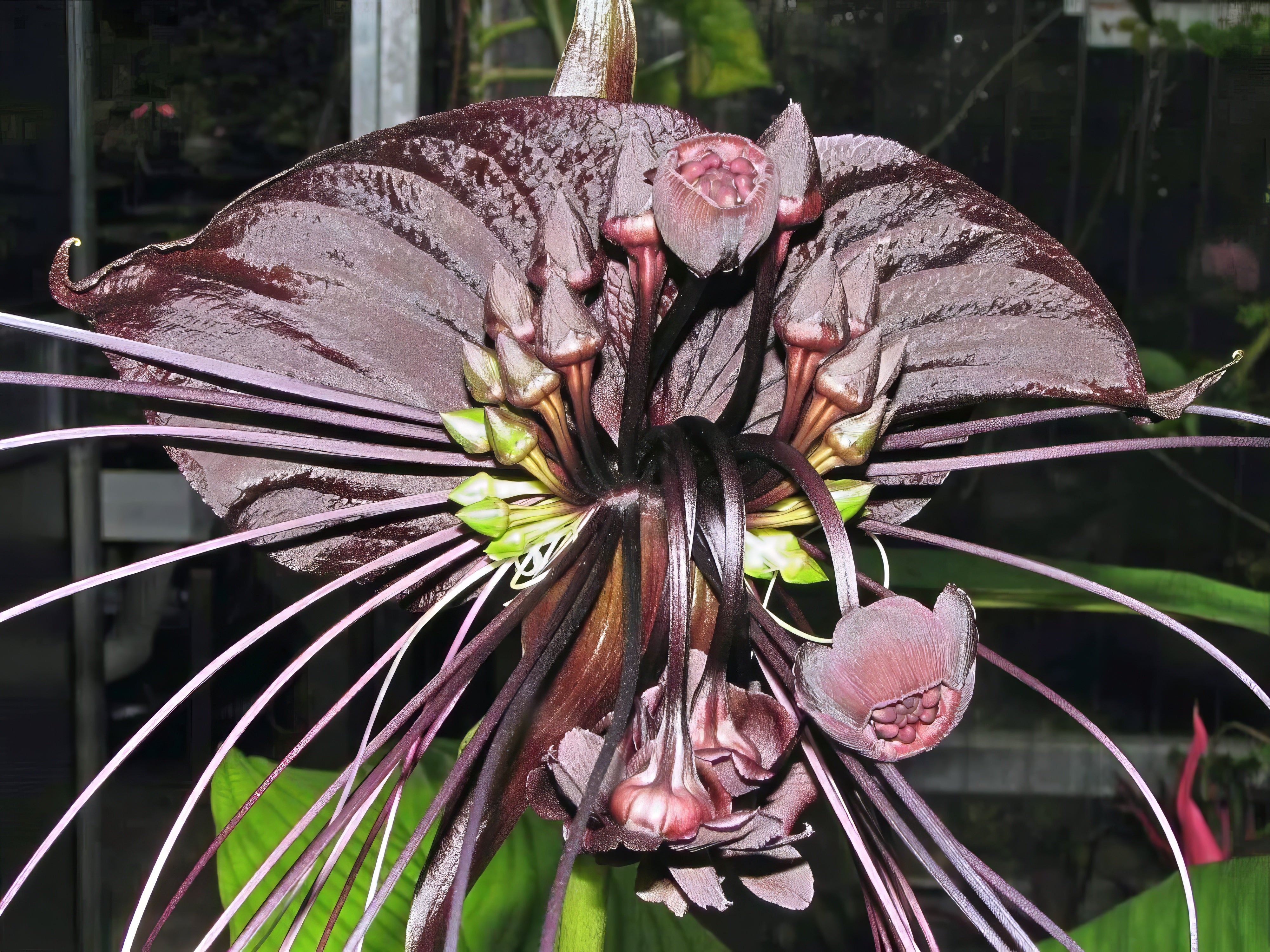 Close up of black bat flower petals & bracts.