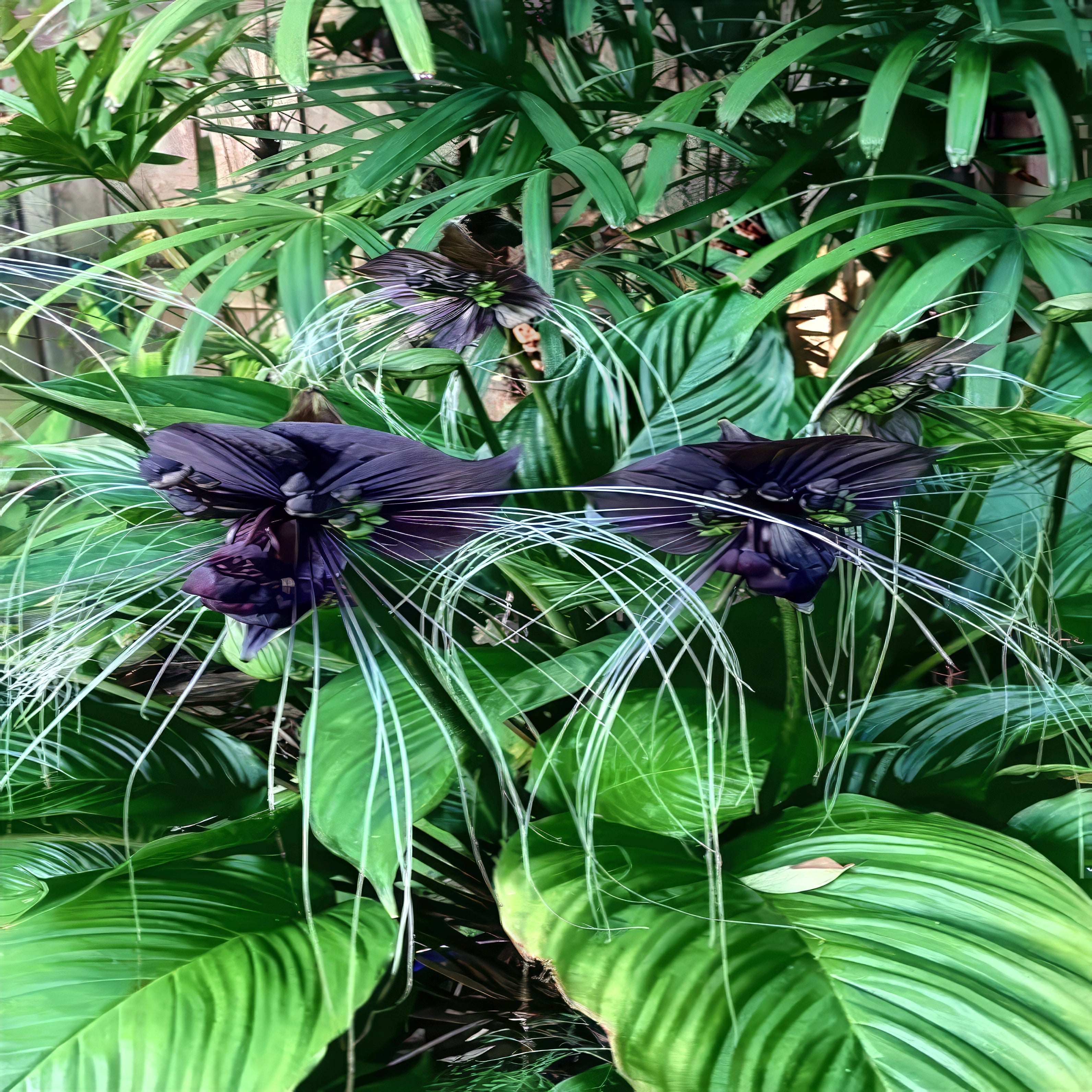 Close-up of a dark purple (Tacca chantrieri) flower with long white filaments against a background of green leaves.