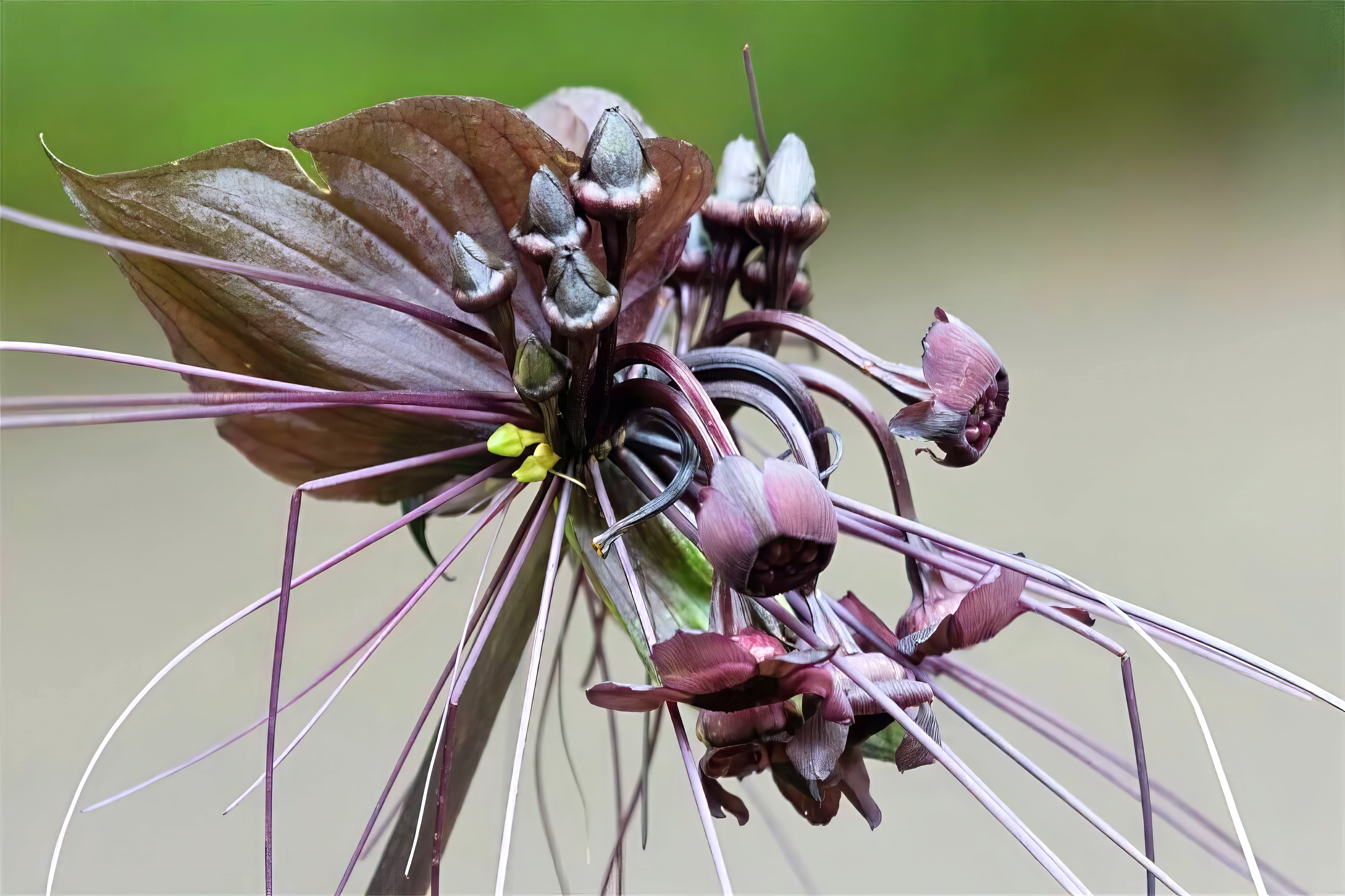 exotic black bat flower plant close up