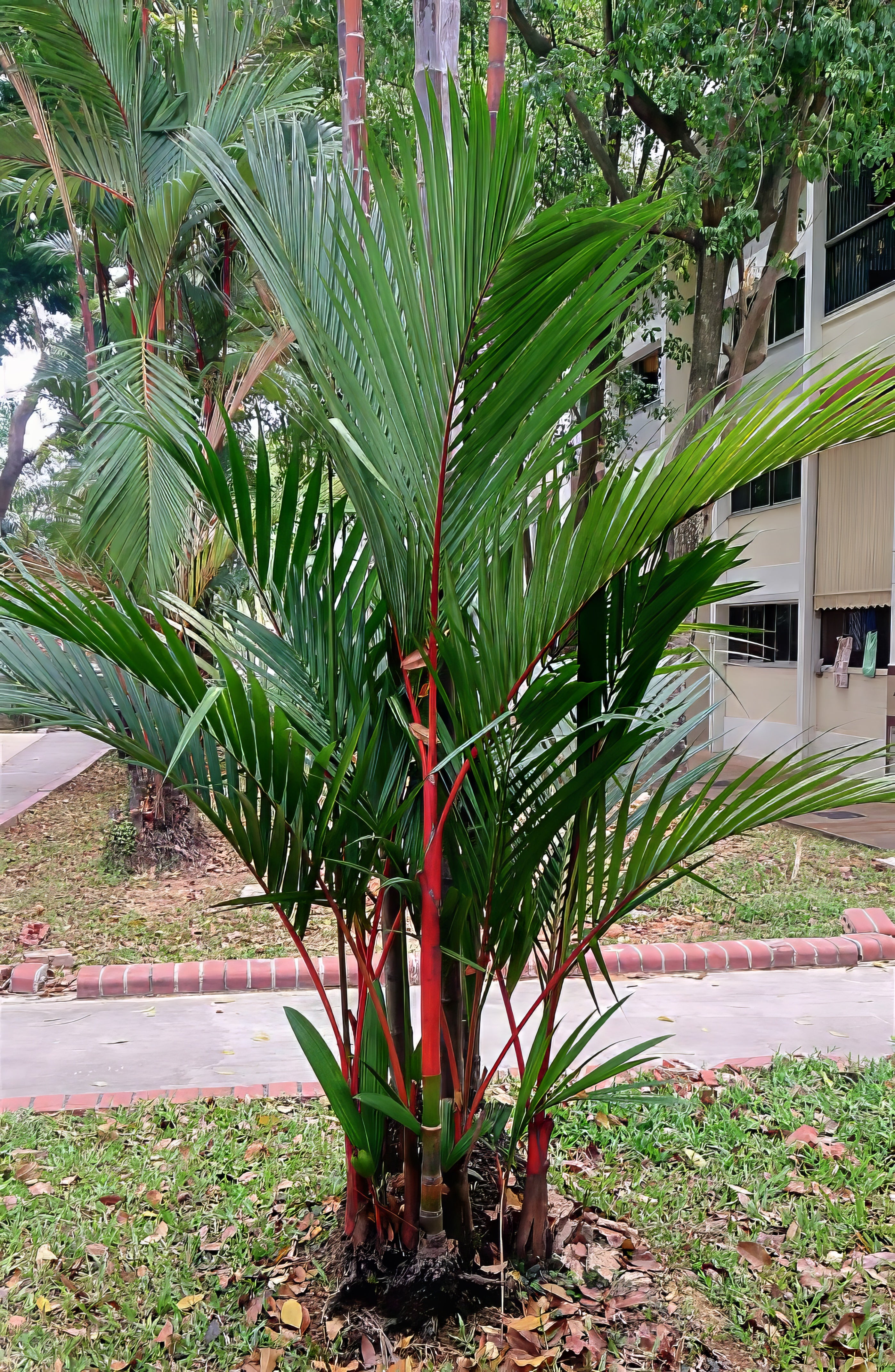 red wax Palm tree with red stems in an urban setting