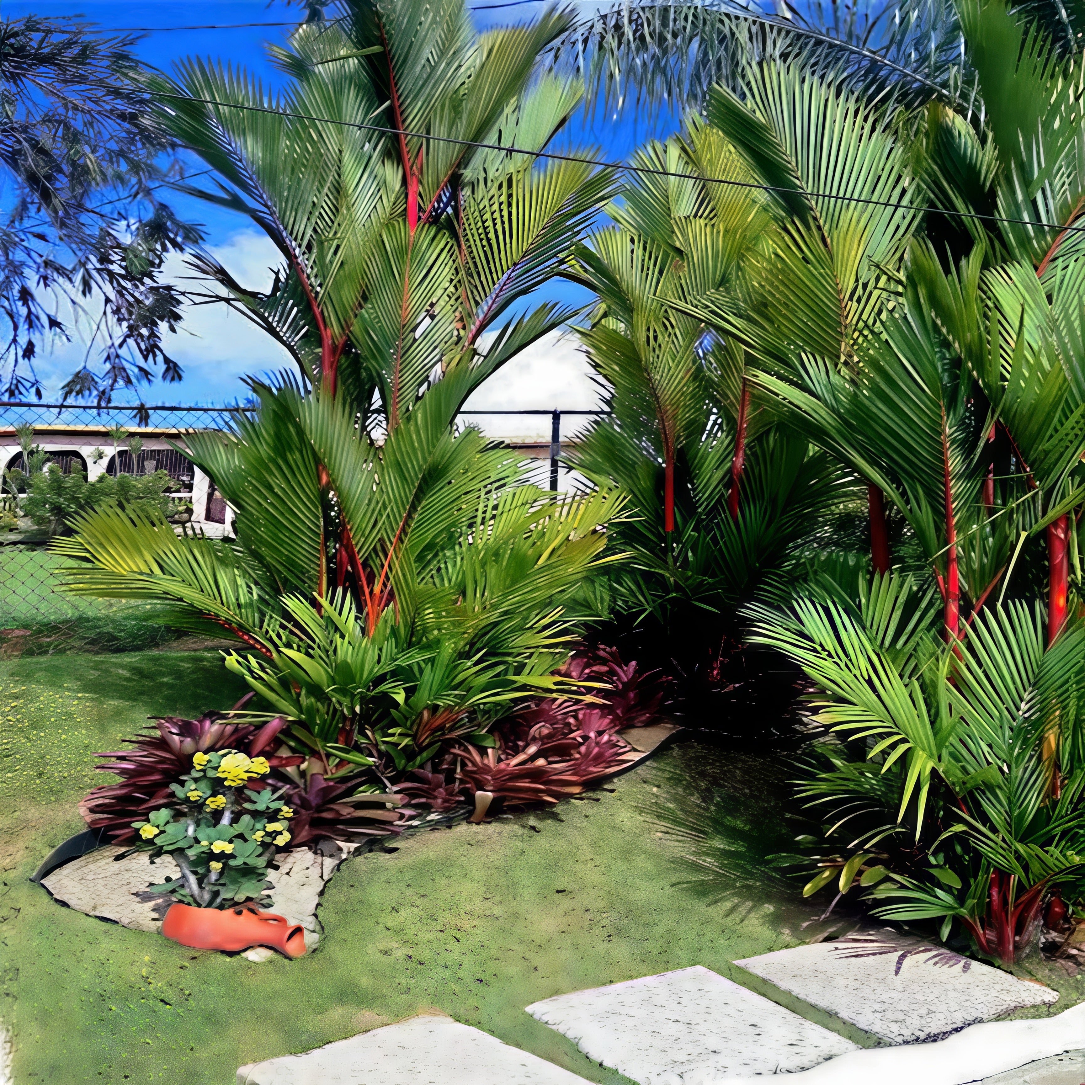 Tropical garden landscape with red wax sealing palm trees and a small path