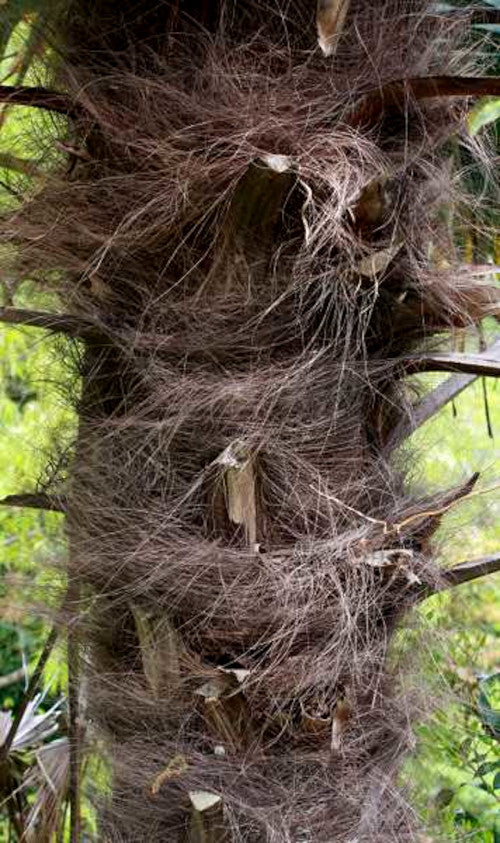 Windmill Fan Palm Tree Seeds – Trachycarpus fortunei, Cold Hardy Palm