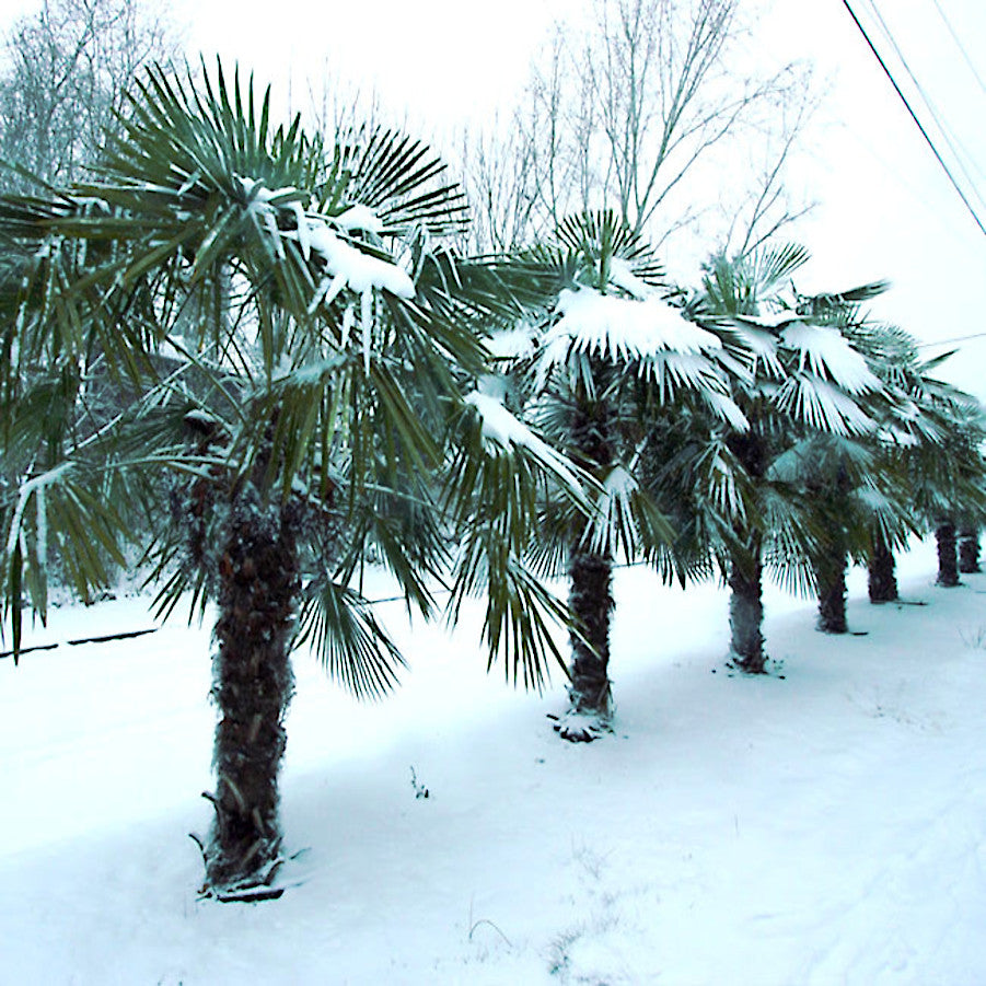 Windmill Fan Palm Tree Seeds – Trachycarpus fortunei, Cold Hardy Palm