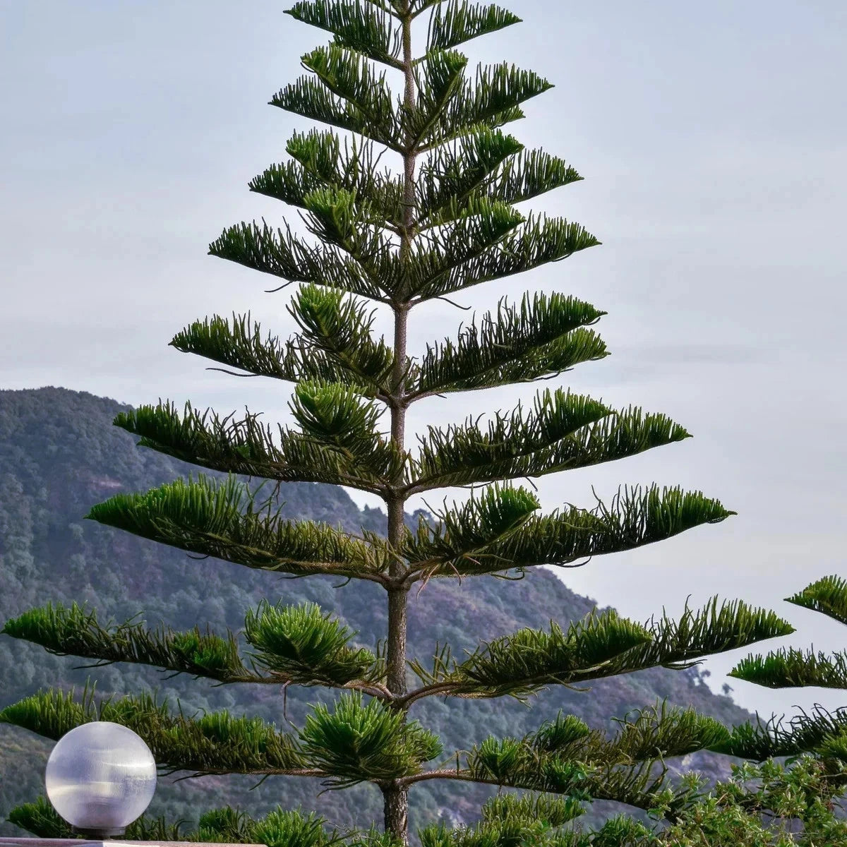 Norfolk Island Pine Seeds, (Araucaria heterophylla) Christmas Tree, Houseplant