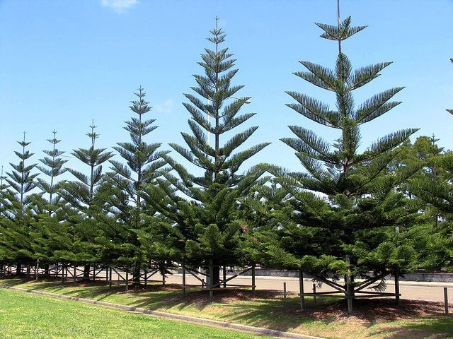 Norfolk Island Pine Seeds, (Araucaria heterophylla) Christmas Tree, Houseplant