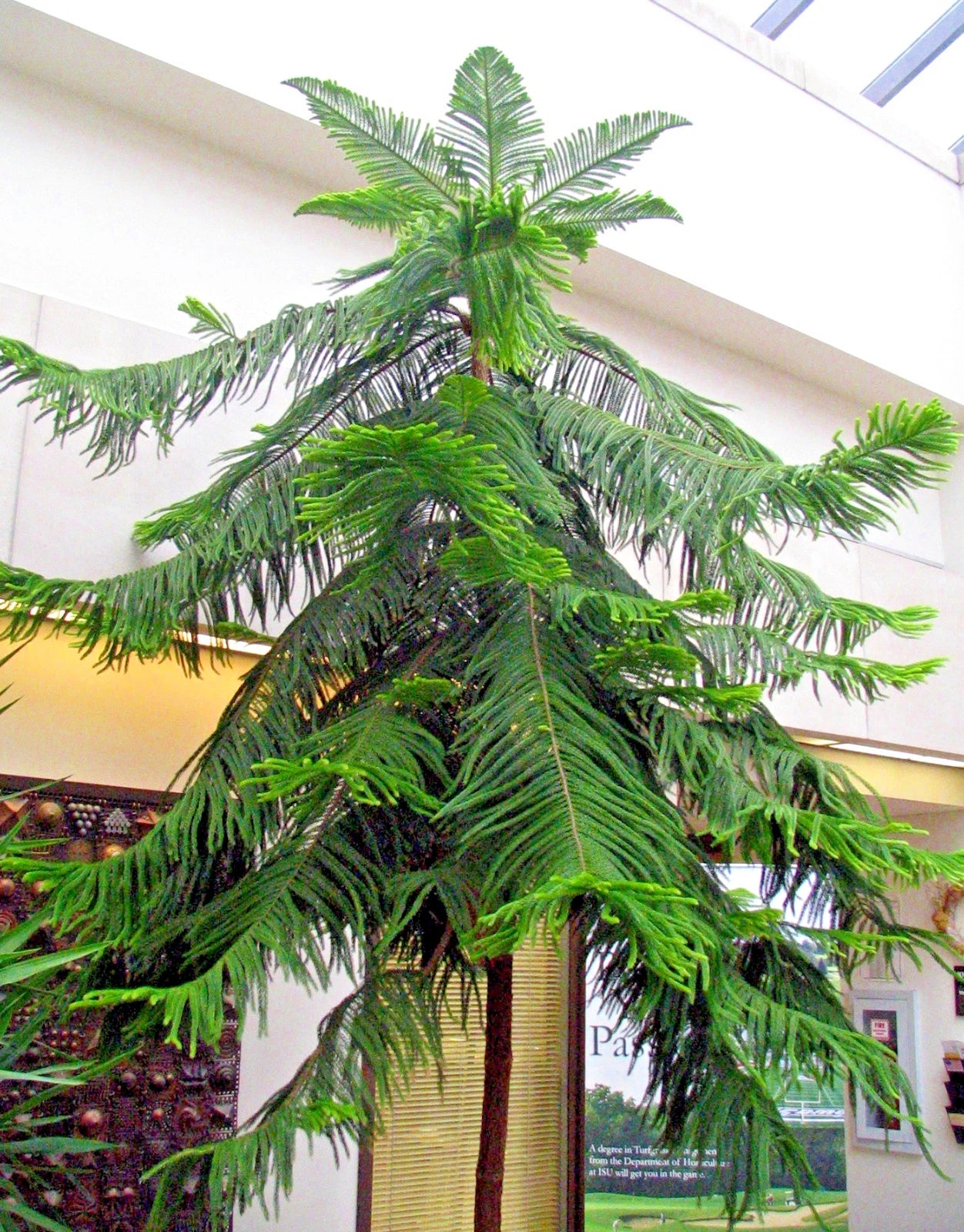 Norfolk Island Pine Seeds, (Araucaria heterophylla) Christmas Tree, Houseplant