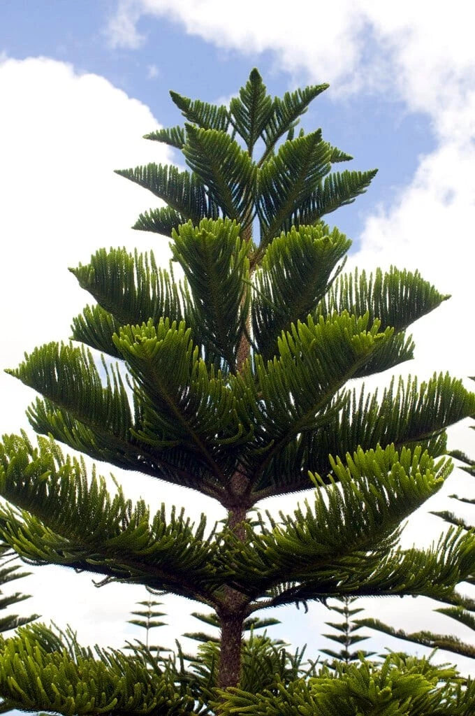 Norfolk Island Pine Seeds, (Araucaria heterophylla) Christmas Tree, Houseplant