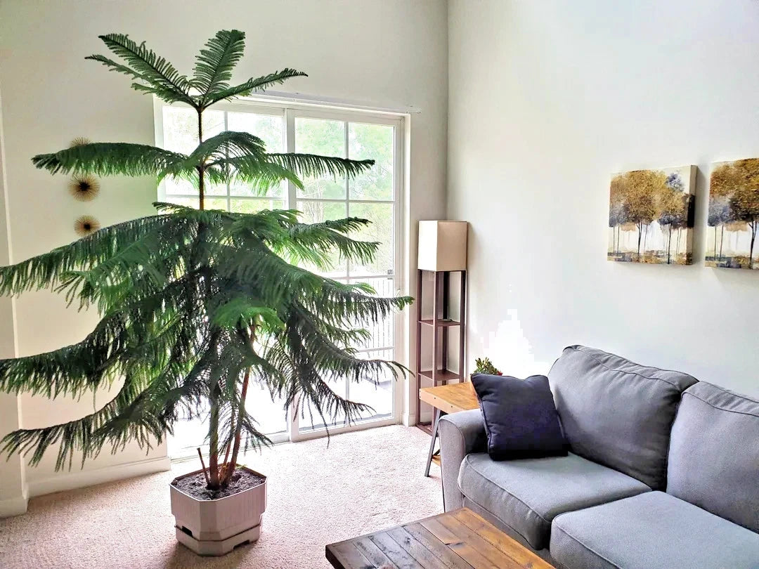 Norfolk Island Pine Seeds, (Araucaria heterophylla) Christmas Tree, Houseplant