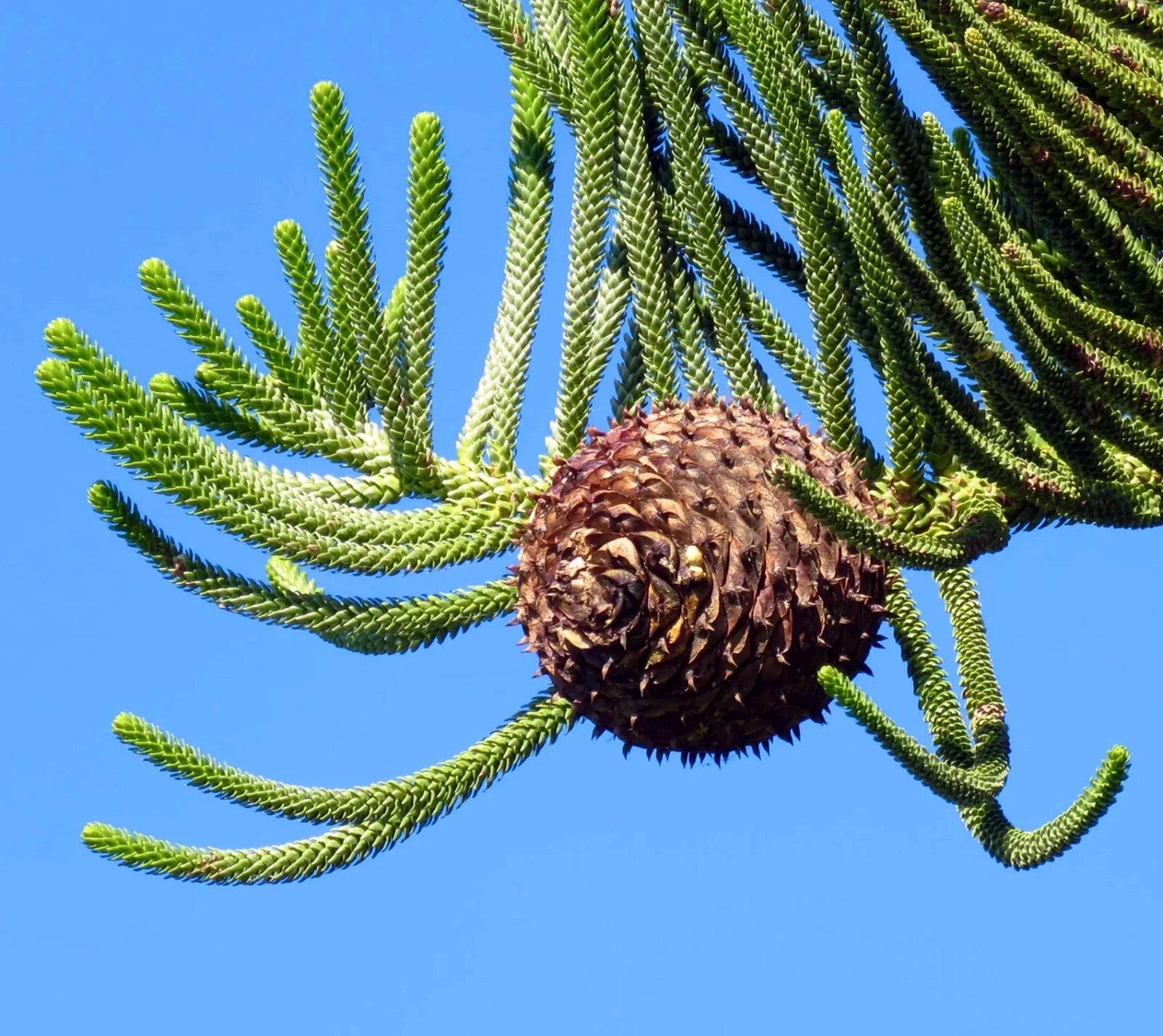 Norfolk Island Pine Seeds, (Araucaria heterophylla) Christmas Tree, Houseplant