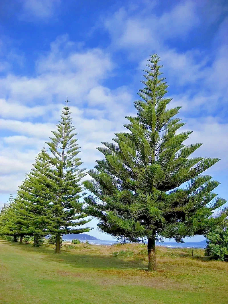 Norfolk Island Pine Seeds, (Araucaria heterophylla) Christmas Tree, Houseplant
