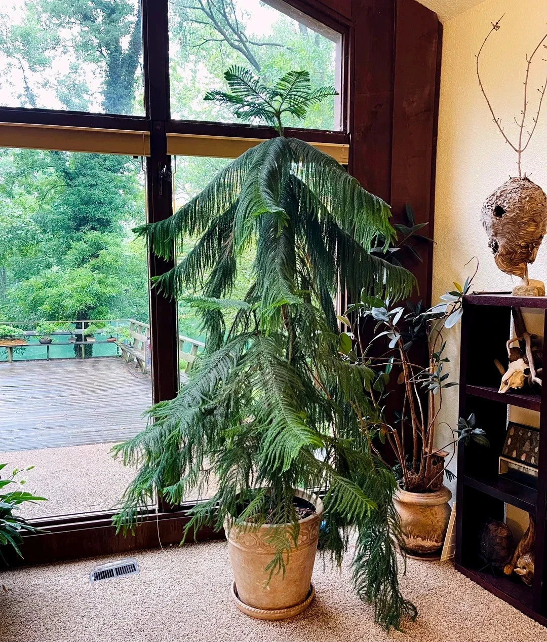 Norfolk Island Pine Seeds, (Araucaria heterophylla) Christmas Tree, Houseplant