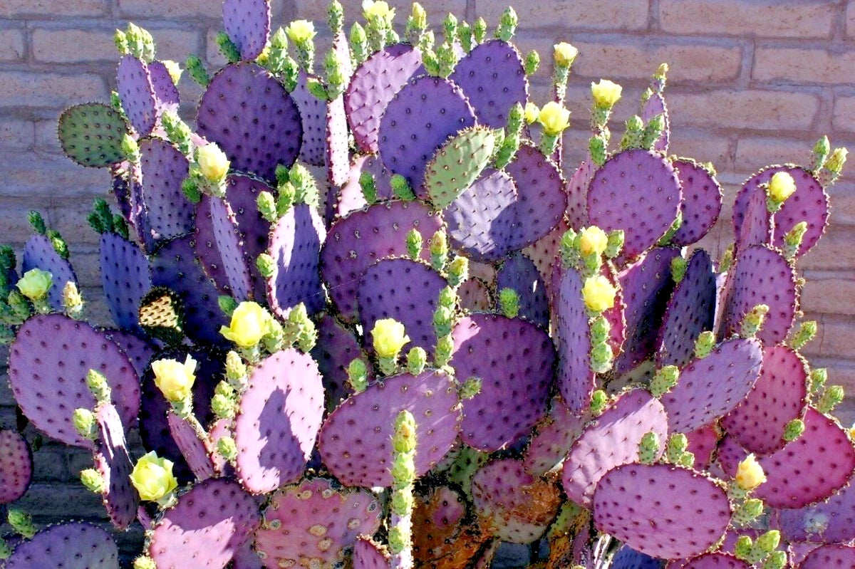 Purple Cactus Seeds (Opuntia Santa Rita) Prickly Pear Fruit Rare Fast Hardy-7
